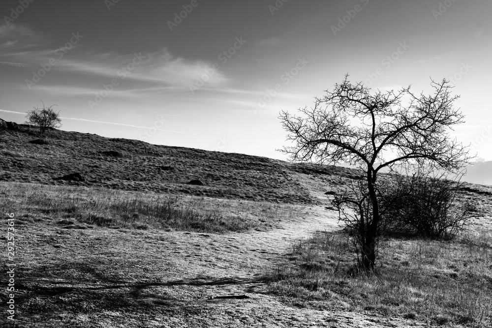 Naklejka premium trees in the country