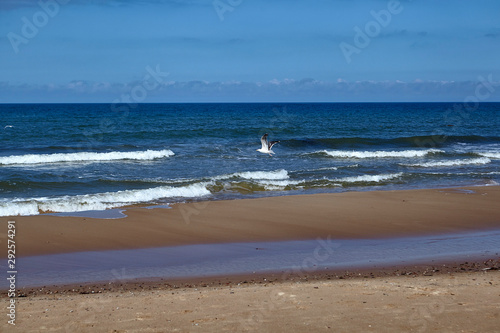 seagull over the baltic sea