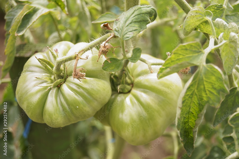 Background with fresh green tomatoes in the ga Background with fresh green tomatoes in the ga