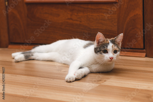 Cute kitten lying on the floor and looks away with curiosity.