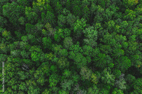 Aerial view of the beautiful green forest. Forest texture top view © Evgenia Terekhova