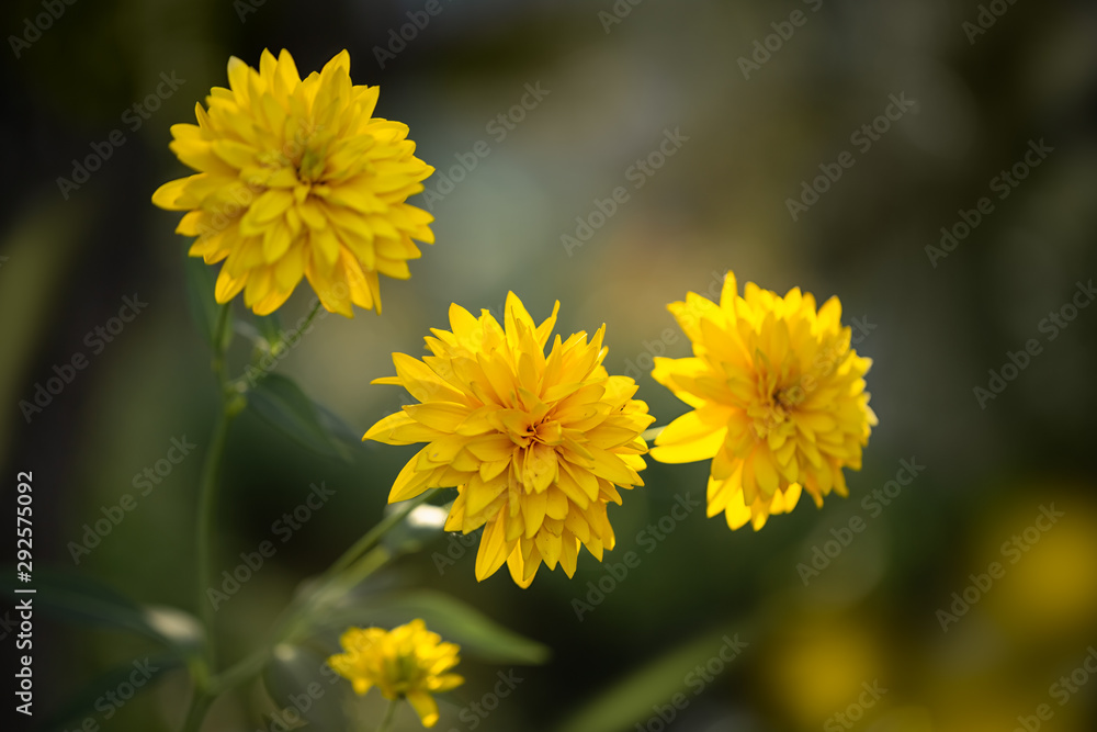 Autumn flowers - golden balls during flowering in the garden Autumn flowers - golden balls during flowering in the garden