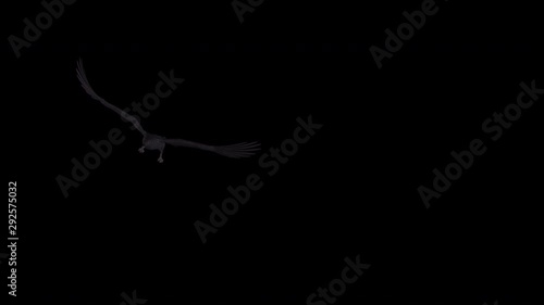 Black bird IV as raven, crow or rook aggressively flying over screen with alpha channel. Realistic 3D animation isolated on transparent background.