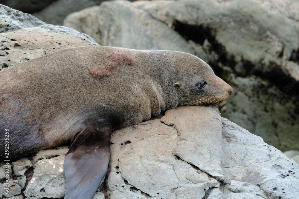Obraz premium New Zealand fur seal near Kaikoura, Canterbury, New Zealand