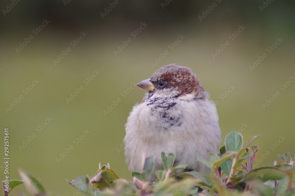 Fototapeta premium Sparrow sits on a branch of shrubs in autumn