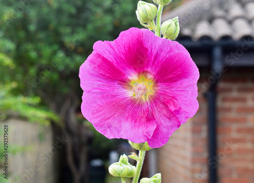 magnifico fiore rosa di Ibisco