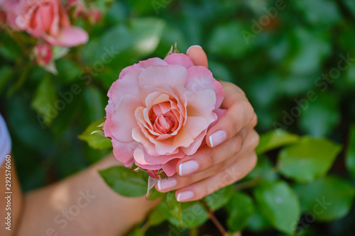  Ideal done manicure. Female hands on the background of flowers in the park.