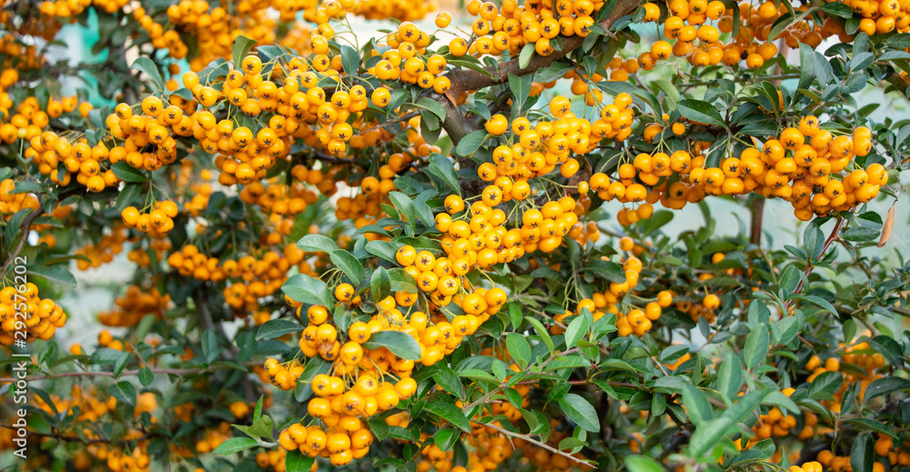 Pyracantha. Yellow berries on a bush.