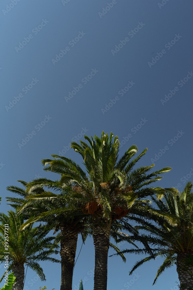 Green palm trees and blue sky on a hot sunny day Green palm trees and blue sky on a hot sunny day