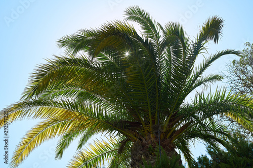 Green palm trees and blue sky on a hot sunny day
