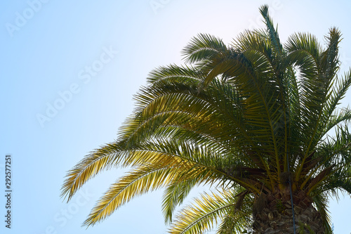 Green palm trees and blue sky on a hot sunny day