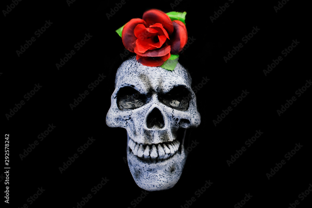 Spooky Halloween Human Skull with red rose on top isolated on black background. Dark image - holidays, decoration and party concept Spooky Halloween Human Skull with red rose on top isolated on black background. Dark image - holidays, decoration and party concept