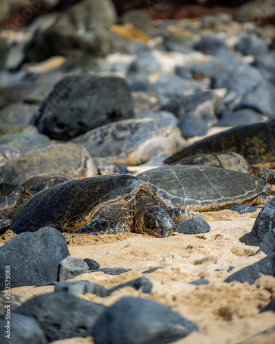 sea turtle resting on beach