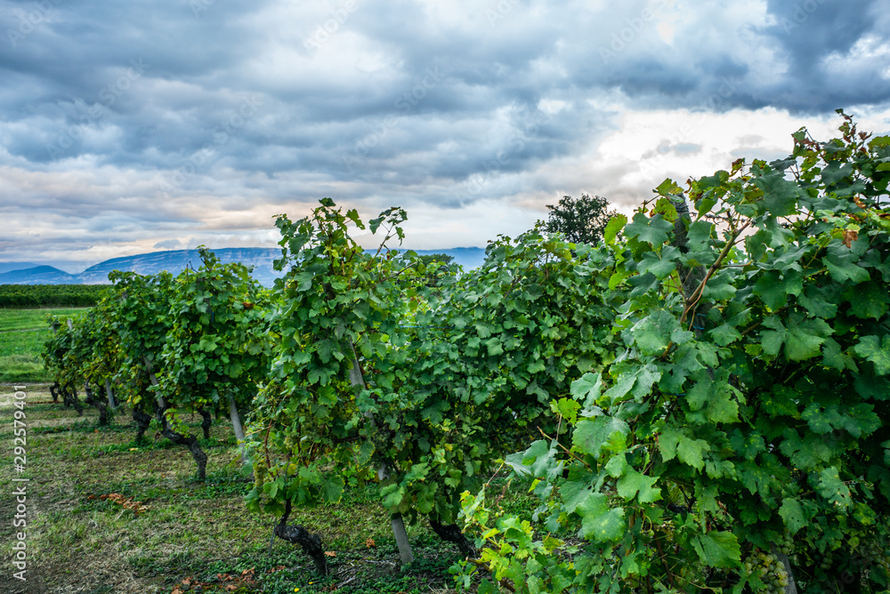 The vineyards with ripe grapes coloring red and orange right before harvesting near Geneva in Switzerland - 6