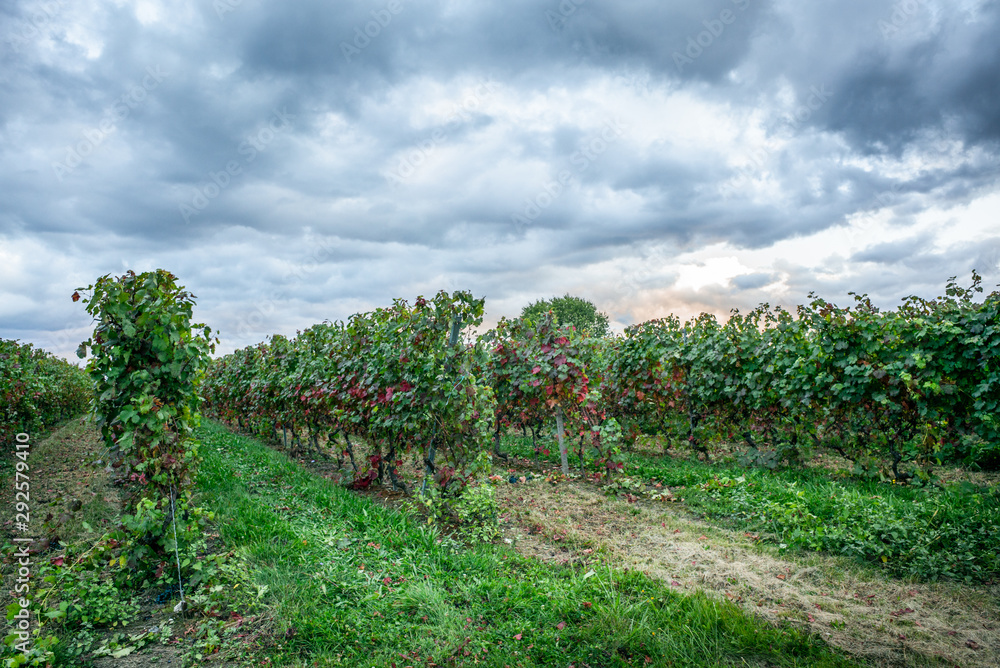 The vineyards with ripe grapes coloring red and orange right before harvesting near Geneva in Switzerland - 9