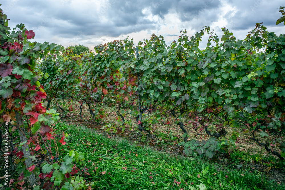 The vineyards with ripe grapes coloring red and orange right before harvesting near Geneva in Switzerland - 11