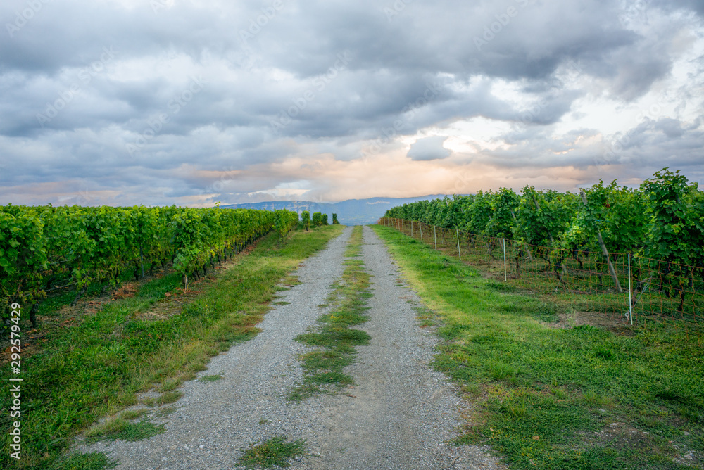 The vineyards with ripe grapes coloring red and orange right before harvesting near Geneva in Switzerland - 12