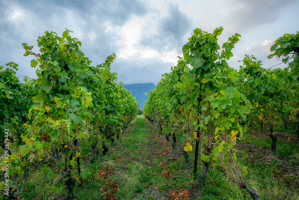 The vineyards with ripe grapes coloring red and orange right before harvesting near Geneva in Switzerland - 18