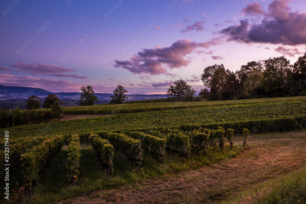 Colorful pink and magenta sunset on the vineyards before harvesting near Geneva in Switzerland