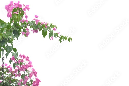 Wet sweet pink bougainvillea flower blossom with leaves branches top view on white isolated background  © Oradige59