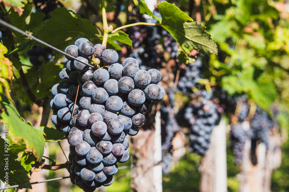 Ripe bunches of red wine grape on the vines, ready to harvesting
