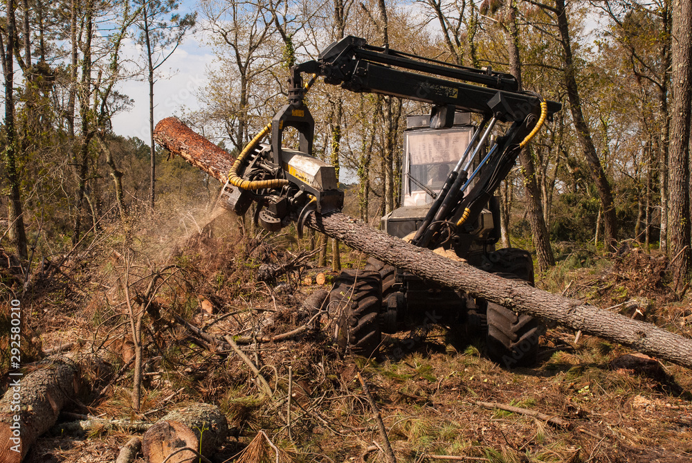 Fototapeta premium Tree felling with heavy machinery