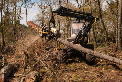 Tree felling with heavy machinery