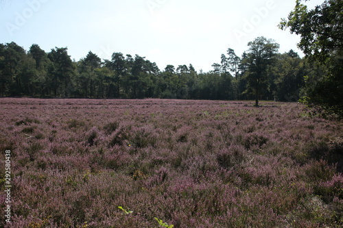 heathland in purple color in Gelderland on Veluwe on the end of the summer in the Netherlands