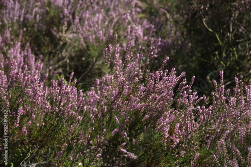 heathland in purple color in Gelderland on Veluwe on the end of the summer in the Netherlands