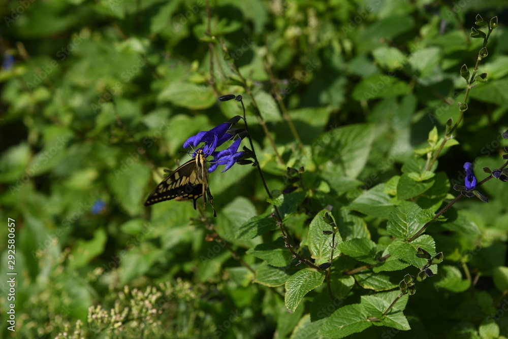 Salvia guaranitica flowers and butterfly / Salvia guaranitica blooms from summer to autumn with blue flowers like snakes opening their mouths. Salvia guaranitica flowers and butterfly / Salvia guaranitica blooms from summer to autumn with blue flowers like snakes opening their mouths.