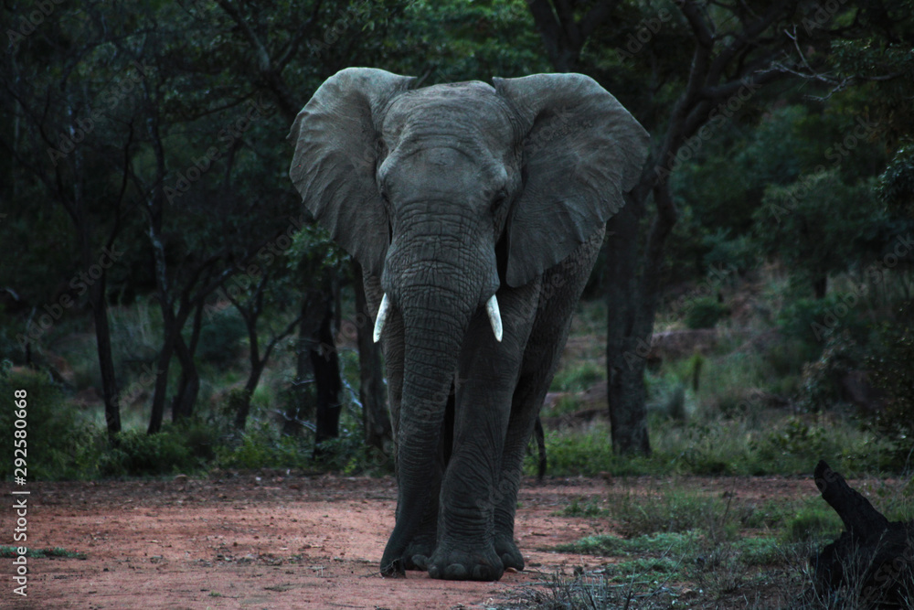 Obraz premium elephant in zoo