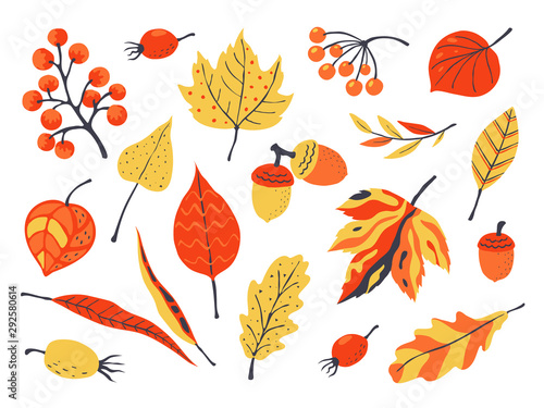 Autumn leaves. Decoration hand drawn elements for fall greeting and invitation cards, cartoon garden elements. Vector illustrations fashion tree branches with berries set and acorn photo