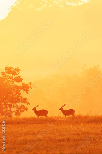 Males Hog Deer relaxing in a grassland at sunrise.