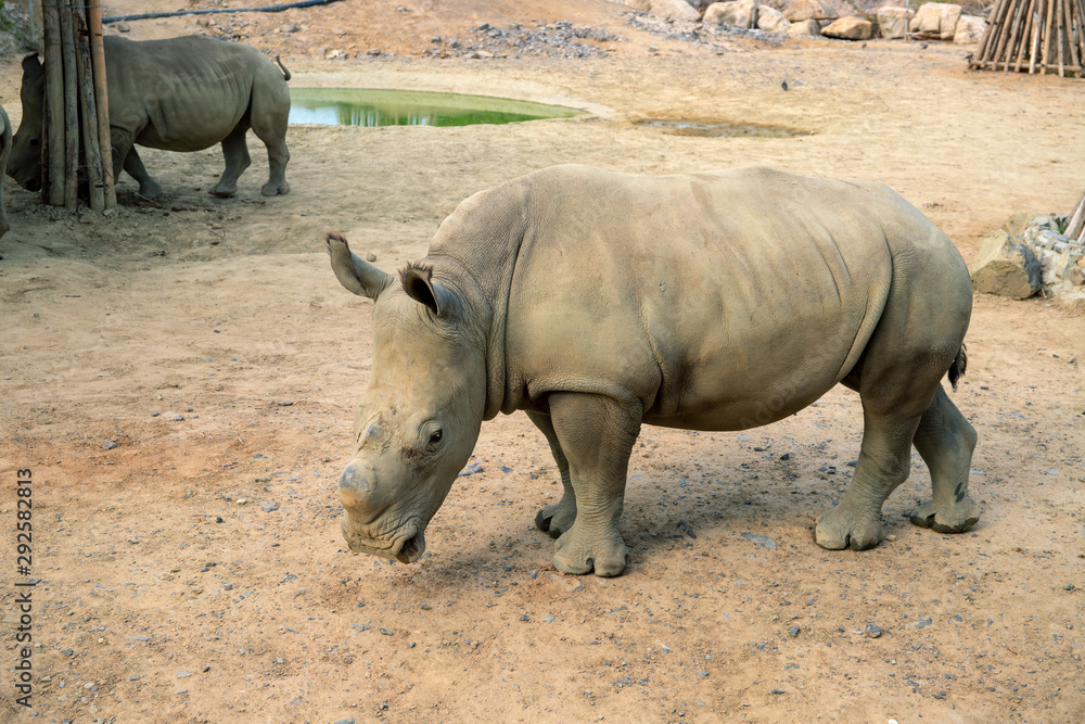 Small rhino without horn. Rhinoceros in zoo enclosure. Endangered african animal. Huge herbivorous of hot climate. Small rhino without horn. Rhinoceros in zoo enclosure. Endangered african animal. Huge herbivorous of hot climate.