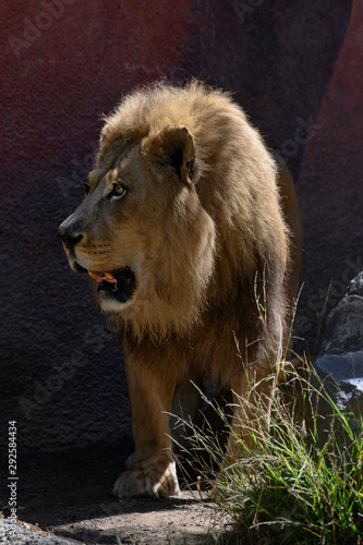 Lion, mane, ferocious, King of the beasts, roar, big cat, profile, mammal, conservation, majestic, head, carnivore, male, female, Kenya, reline, Africa, Tanzania, safari, wildlife, cub, feline, roar,  photo