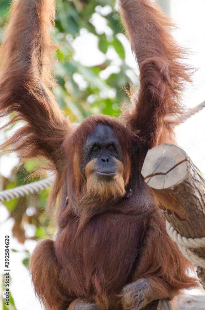 Fototapeta premium Aufmerksamkeit erregender Orang Utan