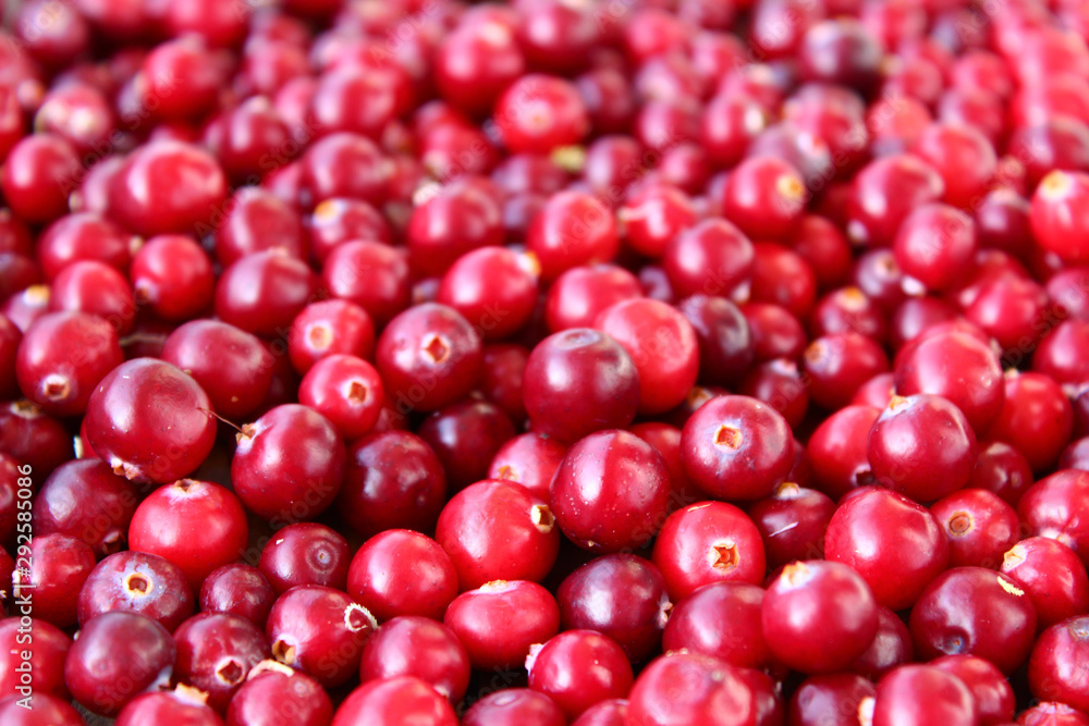 cranberries background cranberries background