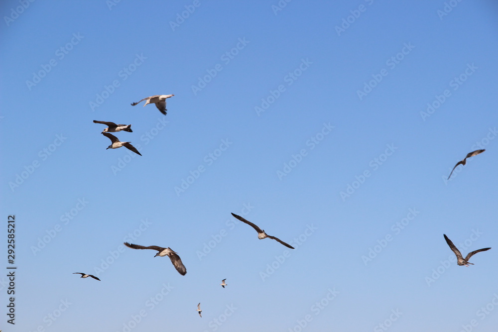 flock of seagulls fly freely at the sky