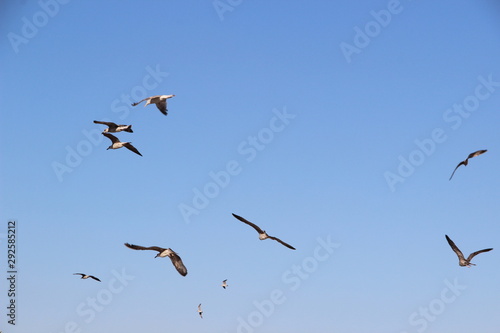 flock of seagulls fly freely at the sky