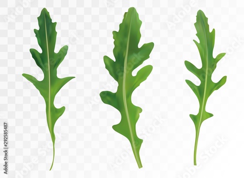 Green leaf arugula isolated on transparent background. Fresh salad or rucola. Collection green leaf arugula. Salad for your menu. 3D vector illustration.