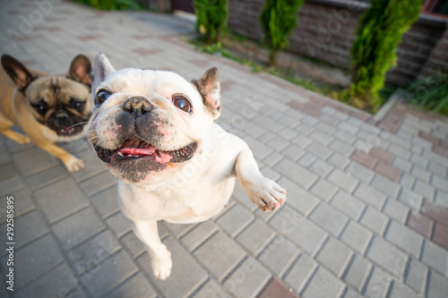 Photography Funny french bulldog jumping to camera
