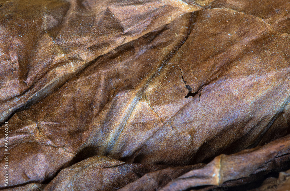 Dried tobacco leaf macro photo. Sundried material for cigars and cigarettes. Tobacco leaf texture