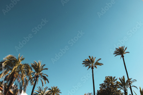 Palm trees at the city center in Andalusia, Spain