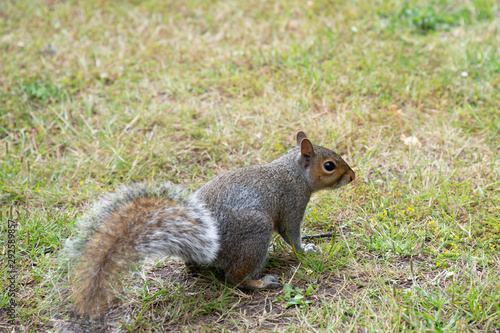Eastern gray squirrel on green grass