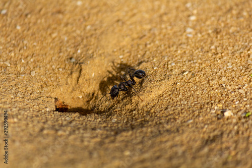 big ant in desert negev israel © Francis Malapris