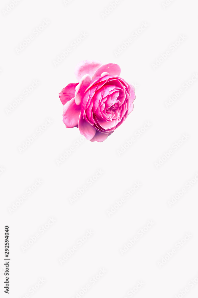 Fototapeta premium pink rose isolated on white background