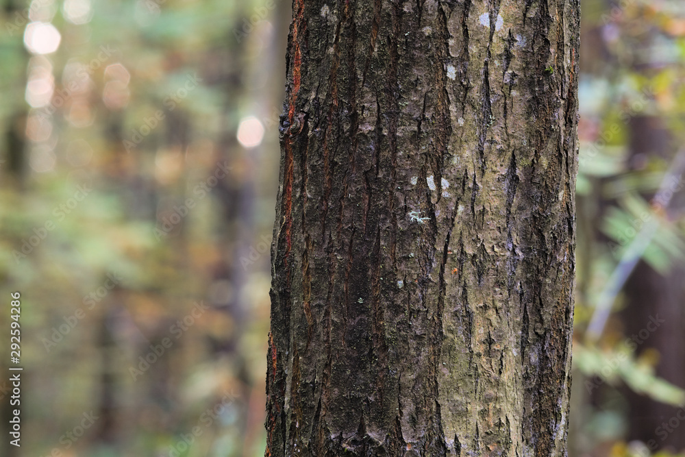 Tree trunk, close up. A beautiful palette of colors on the trunk attracts attention with its unusual appearance. Tree trunk, close up. A beautiful palette of colors on the trunk attracts attention with its unusual appearance.