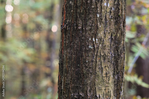 Tree trunk, close up. A beautiful palette of colors on the trunk attracts attention with its unusual appearance.