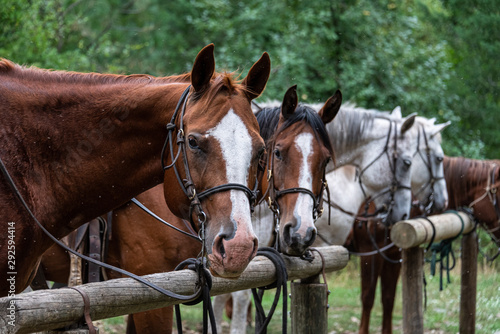 Fototapeta Naklejka Na Ścianę i Meble -  Lineup of horses tied up in the rain at wood hitching posts in Eastern Washington State, USA