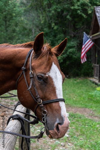 Head of a chestnut horse tied up in the rain at a wood hitching post, American flag in background, Washington State, USA